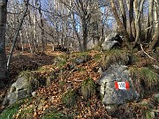 28 Il 152 sale nel bosco di prevalenti carpini neri, faggi , betulle